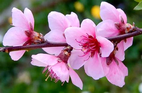 桃花寓意|桃花文化探秘——桃花的起源、寓意及文化传承